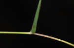 Bearded skeletongrass